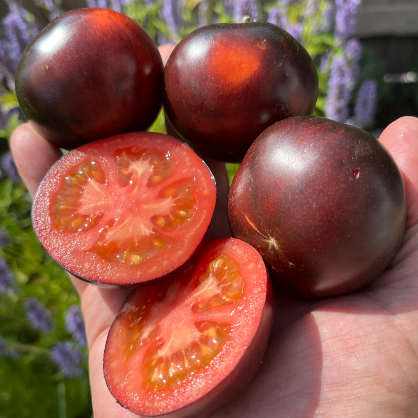 New for 2026 — Chicago Tomato Man